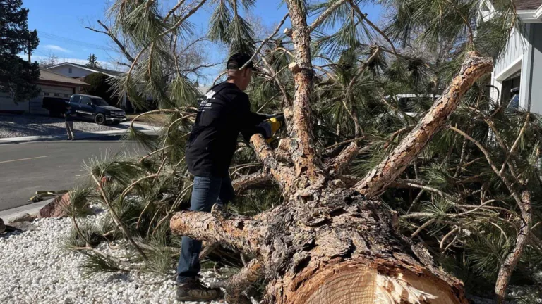 Tree trimming and removal