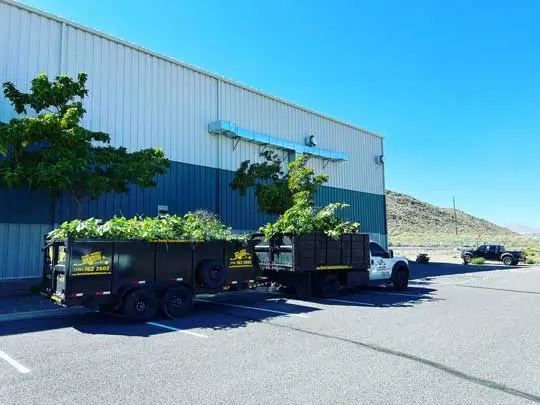 Reno Tahoe Junk Removal truck and trailer filled with tree trimmings